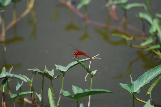 DSC_0066.JPG