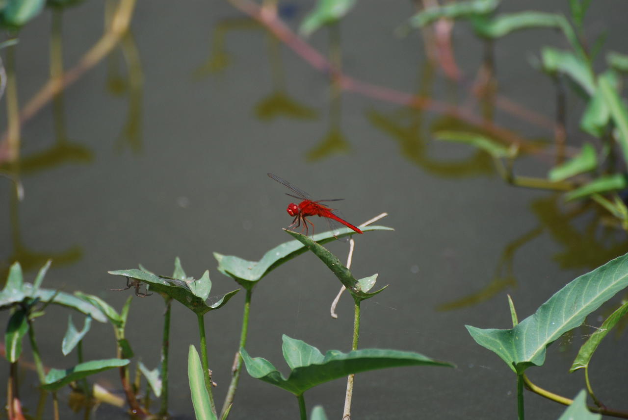 DSC_0066.JPG