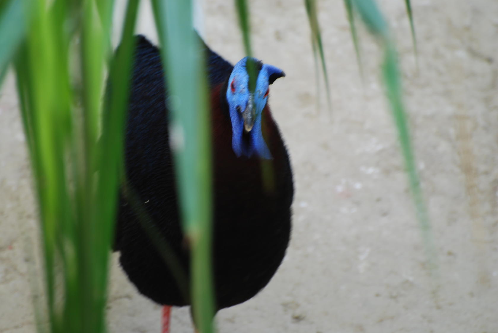 DSC_0076 (2)