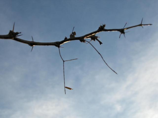 HPIM0599