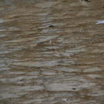 IMG_4515.JPG