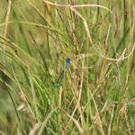 IMG_5168.JPG