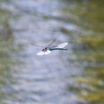 IMG_5173_.jpg